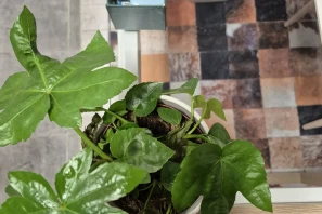 Open Space - 01200 - 5 postes - 300€