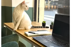 Open Space - 75012 - 20 postes - 350€